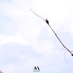 Columbina talpacoti rufipennis