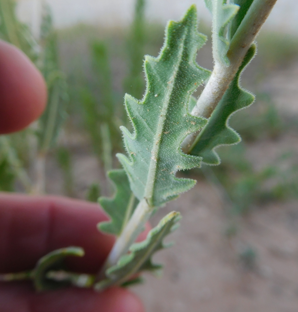 Tenpetal Stickleaf (DenverBoulder Metro Area Yellow, White and Green