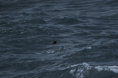 Stercorarius pomarinus