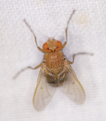 Ormia