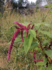 Amaranthus caudatus