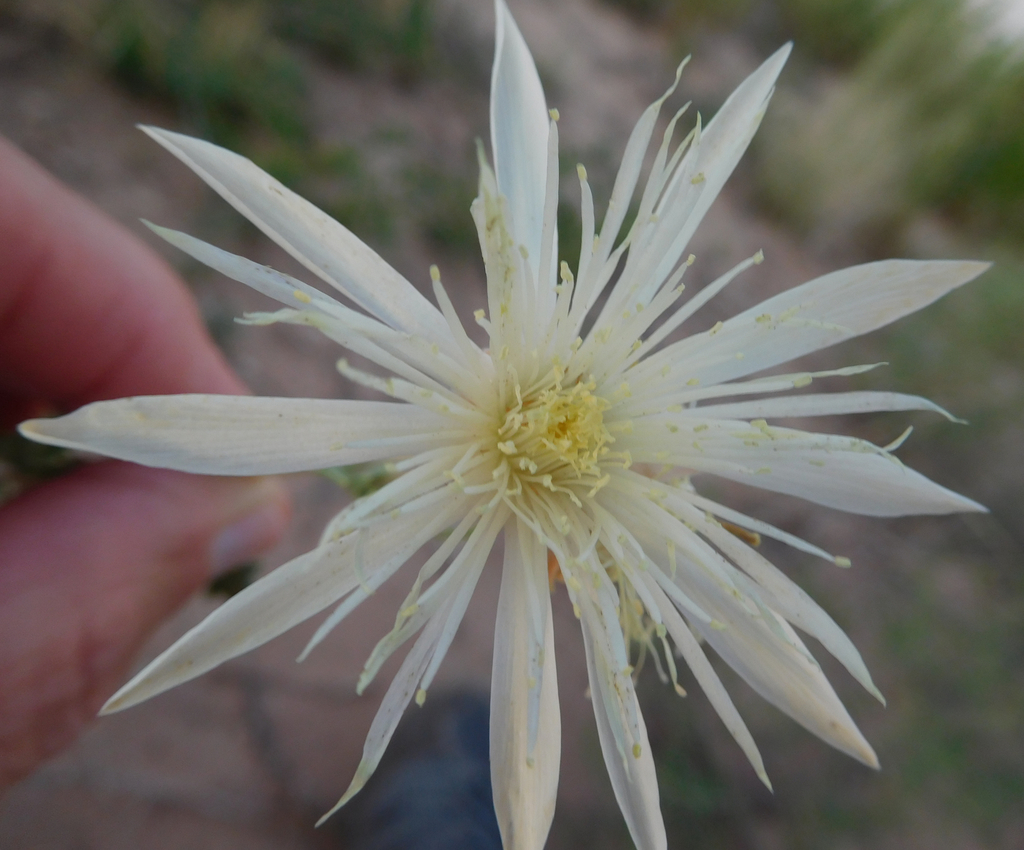 Tenpetal Stickleaf (DenverBoulder Metro Area Yellow, White and Green