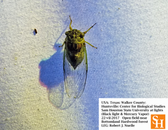 Diceroprocta vitripennis