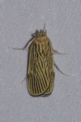 Tyspanodes linealis