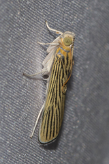 Tyspanodes linealis