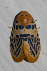 Stigmatophora palmata