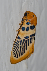 Stigmatophora palmata