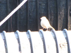 Zonotrichia leucophrys