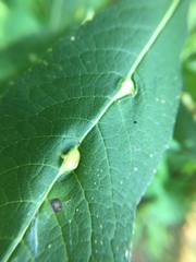 Neolasioptera vernoniae