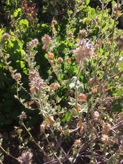 Malacothamnus lucianus