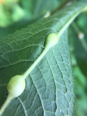 Neolasioptera vernoniae