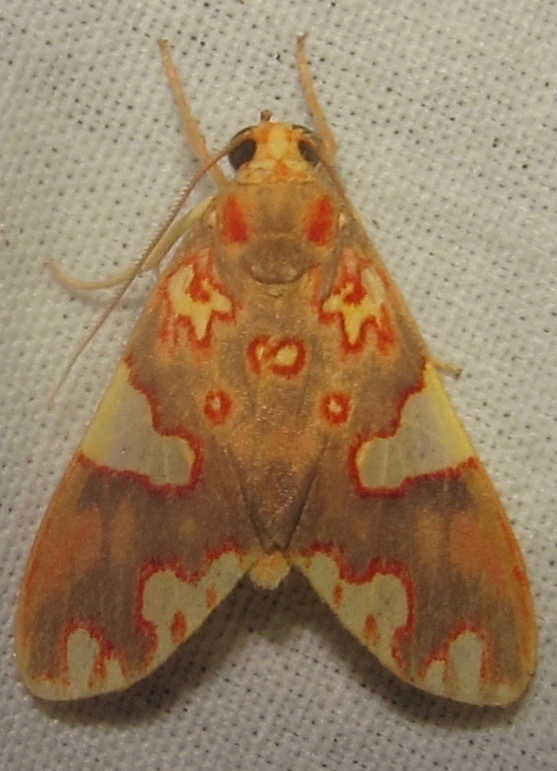 Trichromia complicata