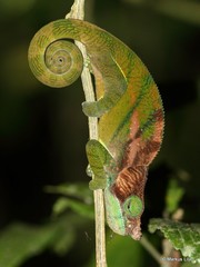 Calumma oshaughnessyi