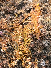 Ferulago galbanifera