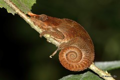 Calumma crypticum