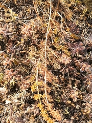 Ferulago galbanifera