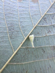 Caryomyia inclinata