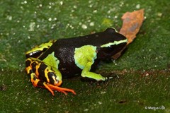 Mantella baroni