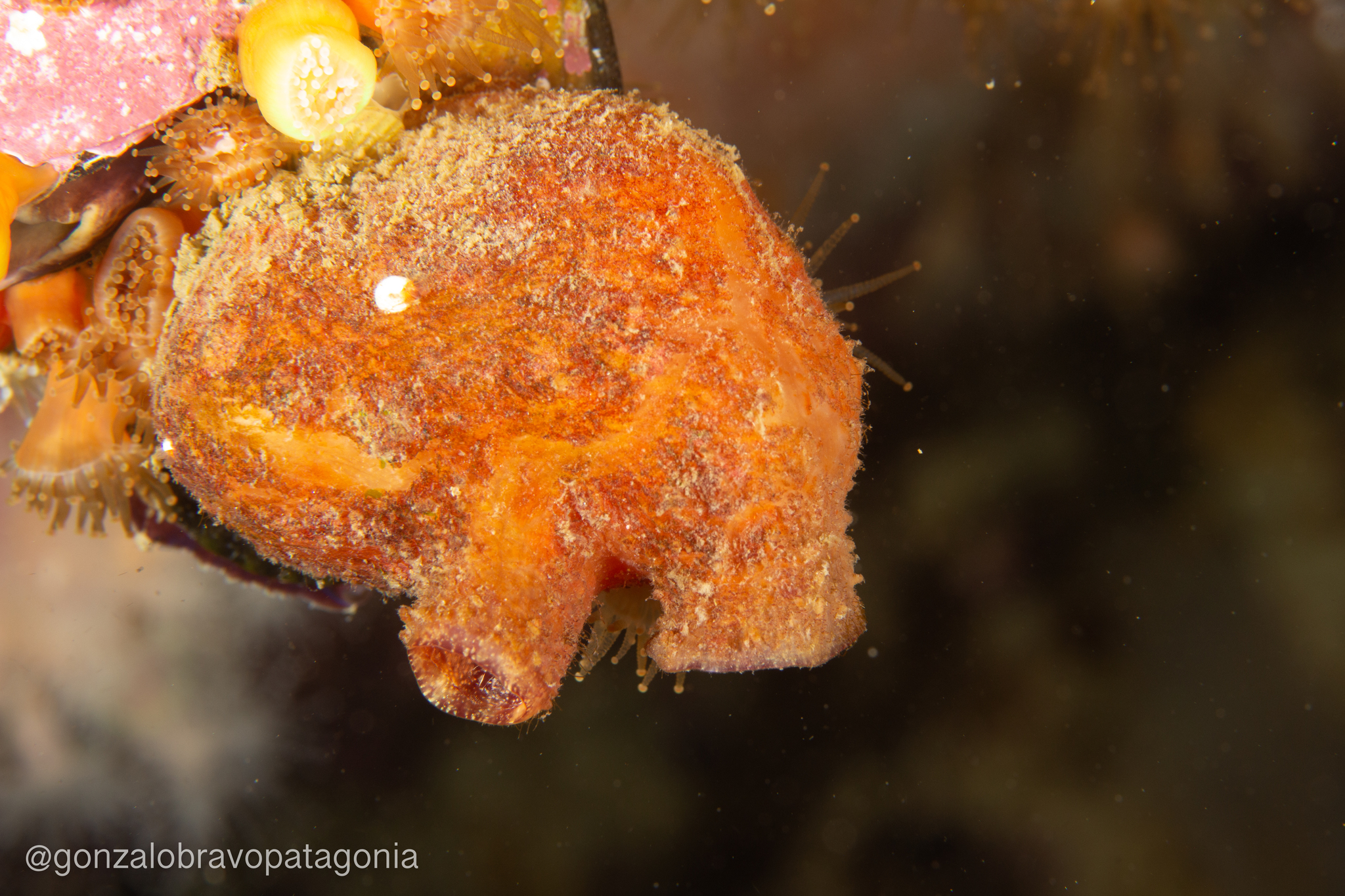 Asterocarpa humilis (Heller, 1878)