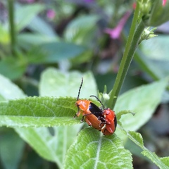 Disonycha discoidea