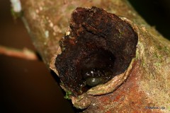 Anodonthyla boulengerii