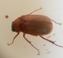 Serica brunnea