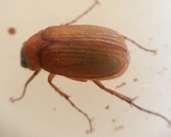 Serica brunnea