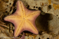 Diplodontias singularis