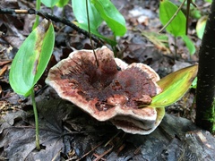 Hydnellum scrobiculatum