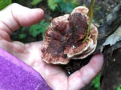 Hydnellum scrobiculatum