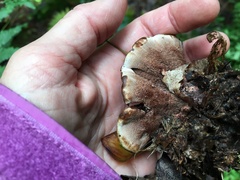 Hydnellum scrobiculatum