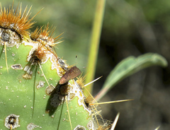 Callophrys augustinus iroides