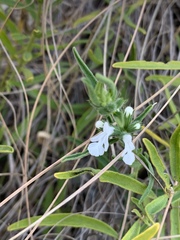 Acrotome thorncroftii