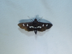 Desmia maculalis