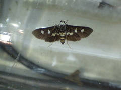 Desmia maculalis