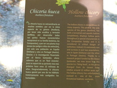 Avellara fistulosa