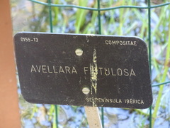 Avellara fistulosa