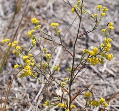 Bupleurum brachiatum