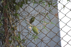 Araujia brachystephana