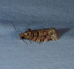 Argyrotaenia tabulana