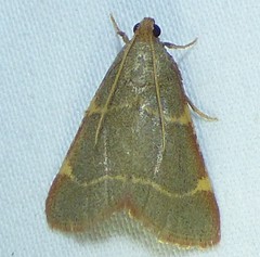 Hypsopygia binodulalis