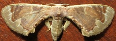 Bombycidae