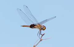 Tramea insularis