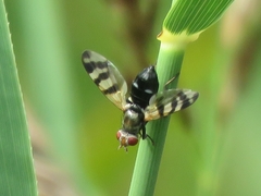 Ceroxys urticae