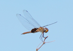 Tramea insularis