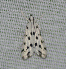 Eustixia pupula
