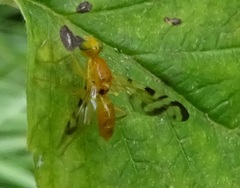 Acidia cognata