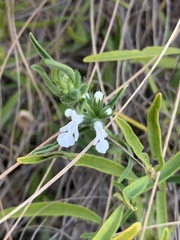 Acrotome thorncroftii