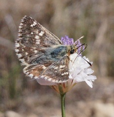 Muschampia proteides