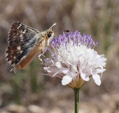 Muschampia proteides